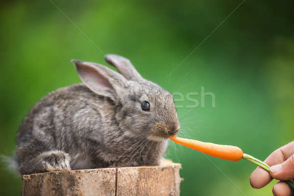 Cute Baby Rabbit. Feeding animal  Stock photo © artfotodima