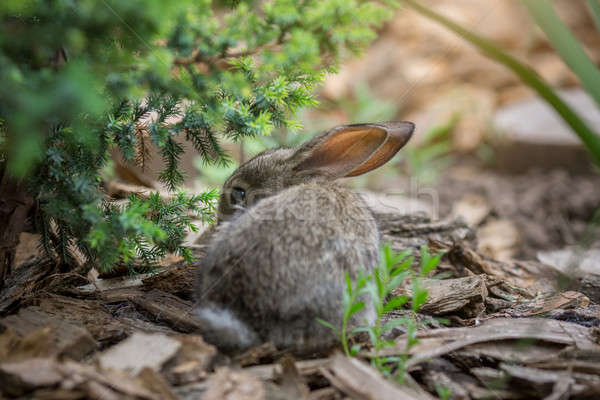 Rabbit is Beautiful Animal of Nature Stock photo © artfotodima