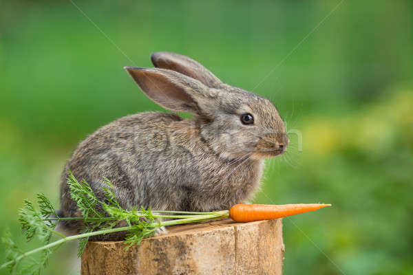 Stok fotoğraf: Tavşan · güzel · hayvan · doğa · bebek
