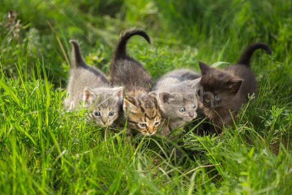 Little tabby kittens on green grass  Stock photo © artfotodima