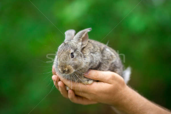 Kaninchen Tier Mann Hände Schutz Pflege Stock foto © artfotodima