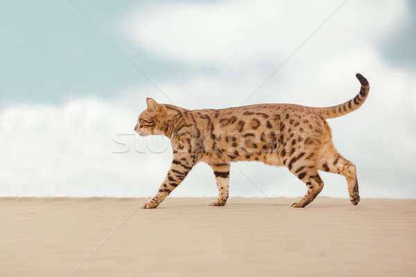 Savannah cat in desert Stock photo © artfotodima