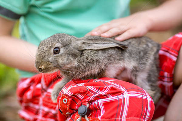 Rabbit is Beautiful animal of Nature Stock photo © artfotodima