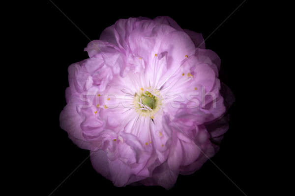 ストックフォト: ピンクの花 · 花弁 · のような · 孤立した · 黒 · 花
