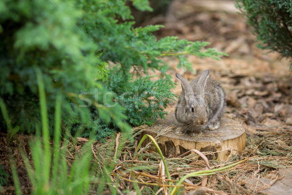 Kaninchen schönen Tier Natur cute Ostern Stock foto © artfotodima
