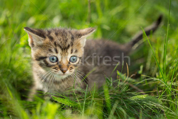 Little tabby kittens  on green grass Stock photo © artfotodima