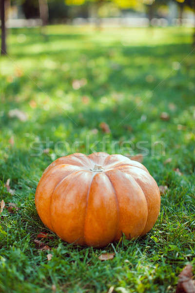 érett sütőtök halloween zöld fű ősz színes Stock fotó © artfotodima