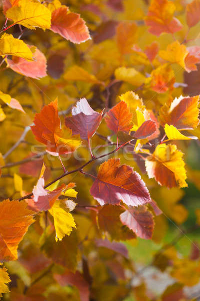 Fall season natural colorful background of macro leaves. Stock photo © artfotodima
