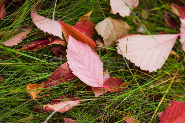 Herbstsaison Blätter grünen Gras hellen Sonnenlicht Park Stock foto © artfotodima