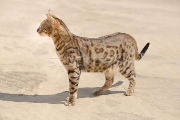 Kedi çöl yürüyüş avcılık Stok fotoğraf © artfotodima