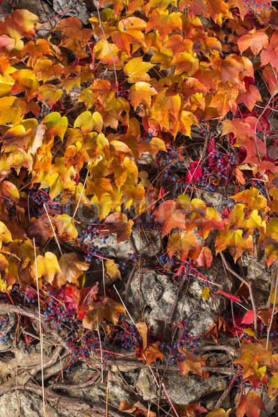 Starych mur pokryty roślinność Fotografia wspinaczki Zdjęcia stock © artfotodima