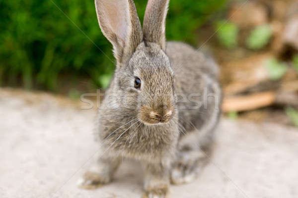 Rabbit is Beautiful Animal of Nature Stock photo © artfotodima