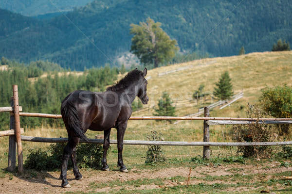 Stock photo: Wild horses in a nature reserve at local farm.