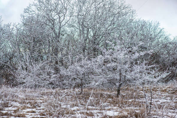 Winter landscape with hoarfrost on trees Stock photo © artfotoss