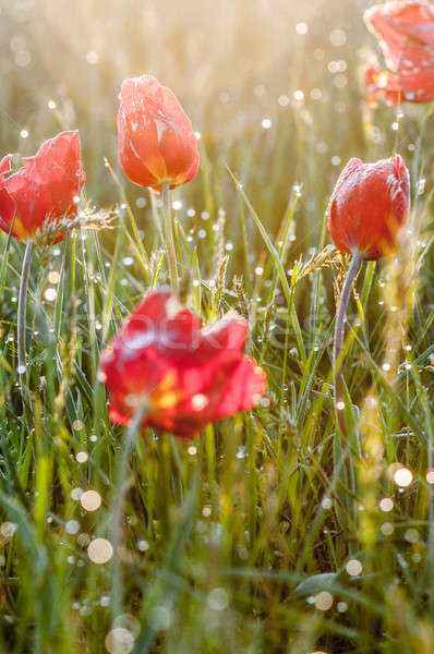 Wild tulip in the field Stock photo © artfotoss