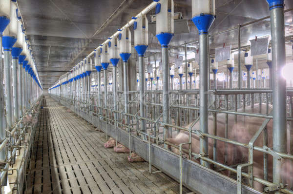 豚肉 工場 豚 特別 食品 ストックフォト © artfotoss