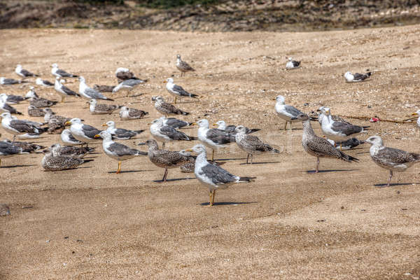 Lot of gulls on the shore. Atlantic Beach, Portugal. Stock photo © artfotoss