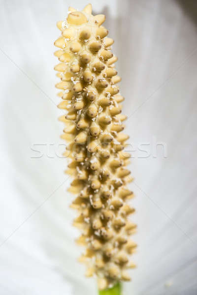 Spathiphyllum Clevelandii Stock photo © artfotoss