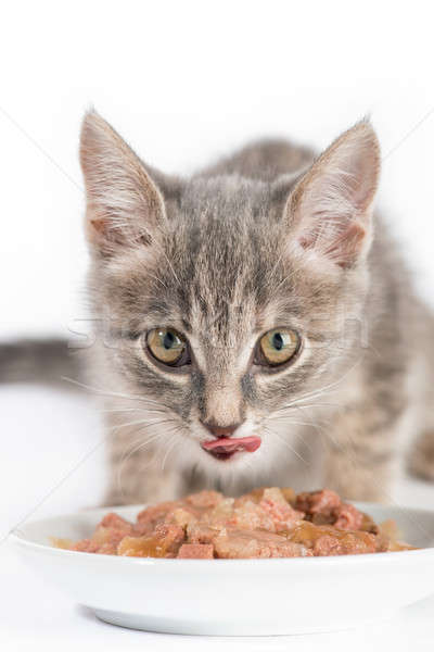 Kedi yavrusu yeme kedi gıda yalıtılmış beyaz Stok fotoğraf © artfotoss