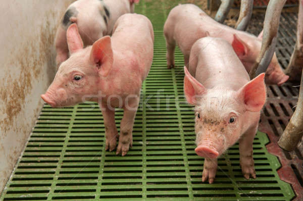 Baby pig in a pigsty Stock photo © artfotoss