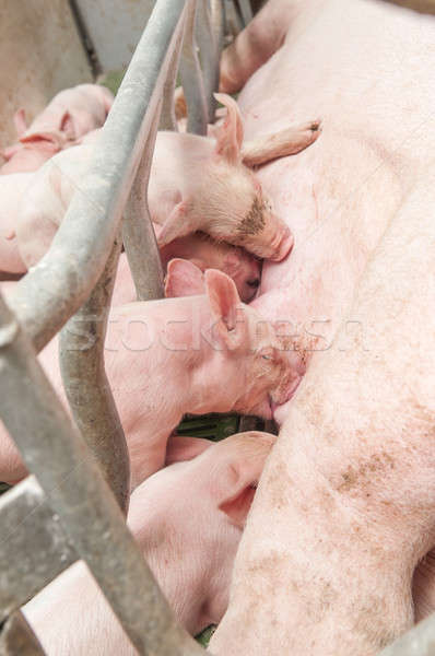 Momma pig feeding baby pigs Stock photo © artfotoss