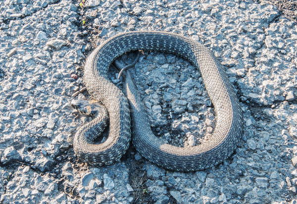 Prairie rouge serpent Homme animaux belle [[stock_photo]] © artfotoss