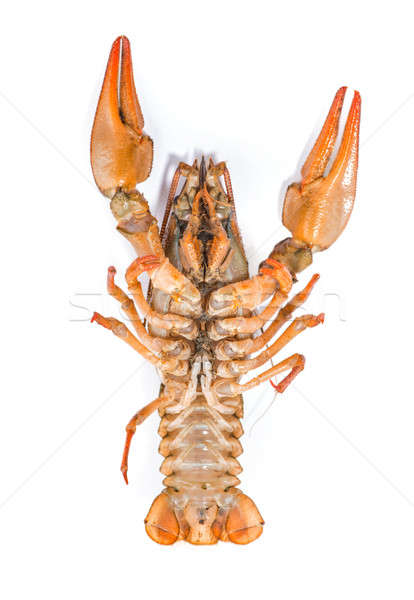 Boiled crawfish is isolated on a white background Stock photo © artfotoss