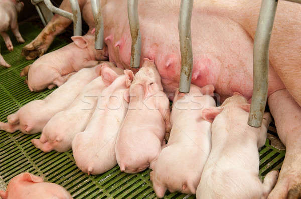 Baby pig in a pigsty Stock photo © artfotoss