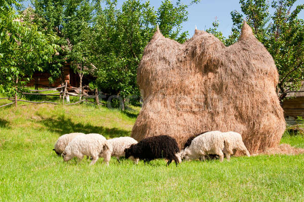 Moutons prairie arbres beauté domaine [[stock_photo]] © artfotoss