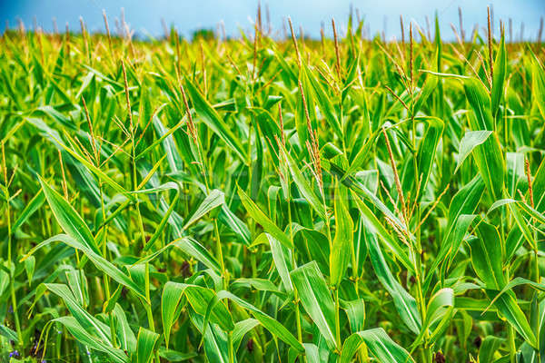 green corn field at agriculture farm Stock photo © artfotoss