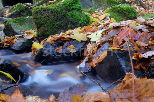 A slow moving stream in a forest decked out in fall colors Stock photo © artfotoss