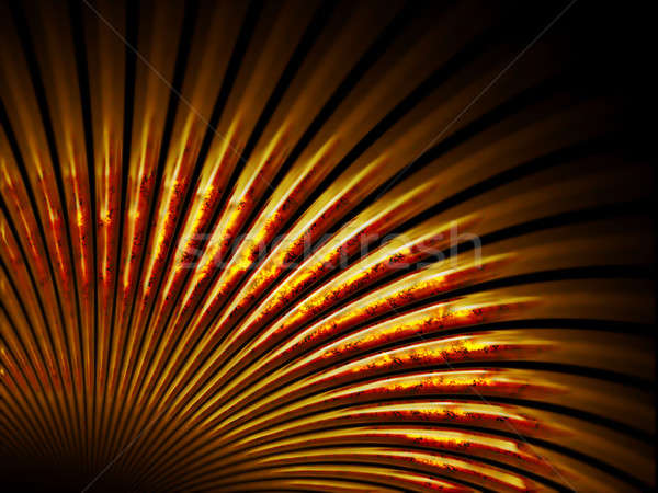 [[stock_photo]]: Ambre · fan · shell · noir · orange