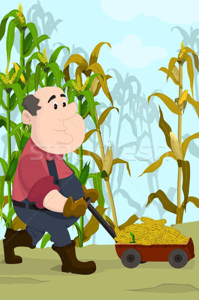 Farmer harvesting corns Stock photo © artisticco