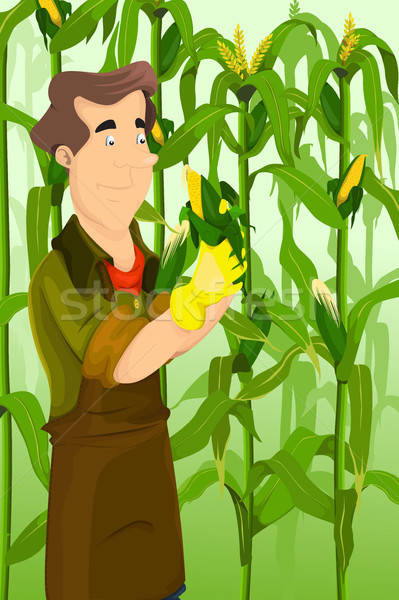 Farmer harvesting corns Stock photo © artisticco