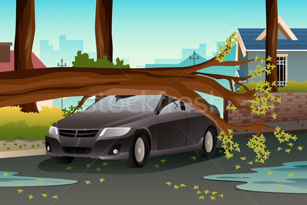 Drzewo uszkodzenie opieki samochodu ciężki deszcz Zdjęcia stock © artisticco