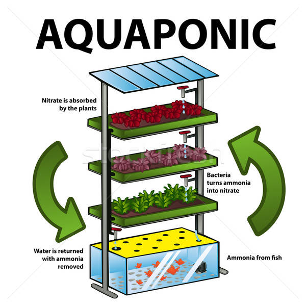 Aquaponic system Stock photo © artisticco