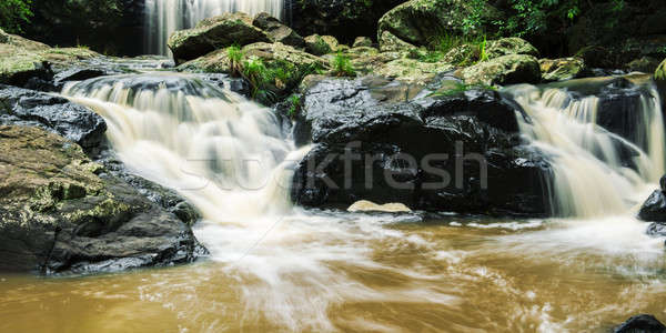 Warga queensland Australia liści piękna podróży Zdjęcia stock © artistrobd