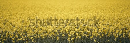 Field of canola plants Stock photo © artistrobd