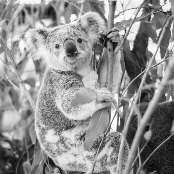 コアラ ツリー 黒白 オーストラリア人 屋外 クマ ストックフォト © artistrobd