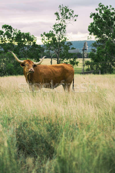 Longhorn Cow in the paddock Stock photo © artistrobd