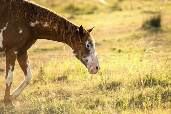 Single horse Stock photo © artistrobd