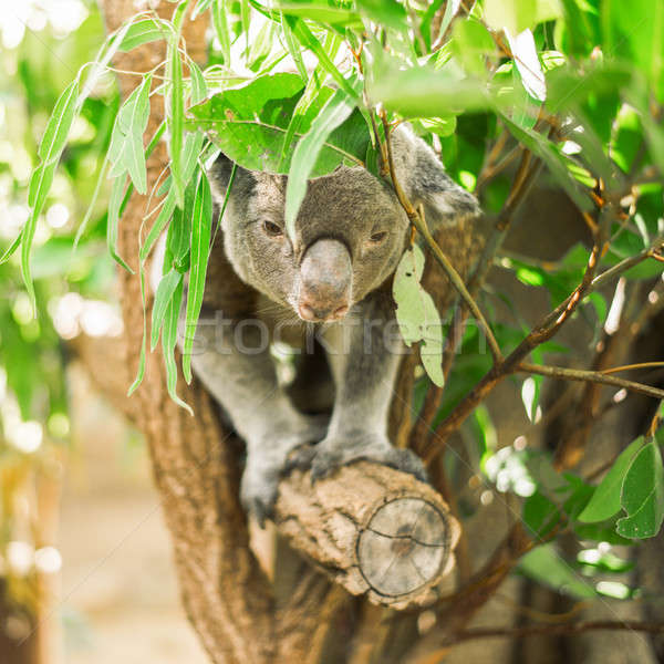 Koala ağaç avustralya açık havada ayı şube Stok fotoğraf © artistrobd