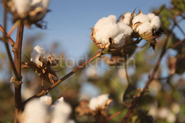 Coton domaine queensland champs prêt récolte [[stock_photo]] © artistrobd