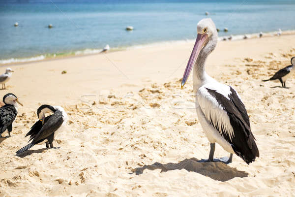Uccelli riposo spiaggia altro giorno isola Foto d'archivio © artistrobd
