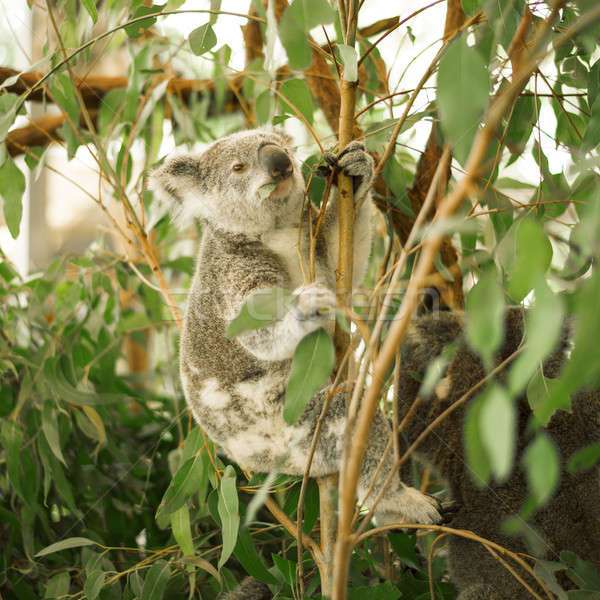 Coala árvore australiano ao ar livre tenha ramo Foto stock © artistrobd