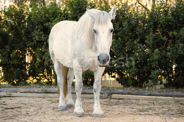 Konia oka lata głowie zwierząt skupić Zdjęcia stock © artistrobd
