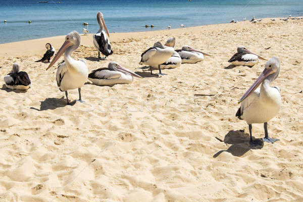 Aves playa otro día isla Foto stock © artistrobd