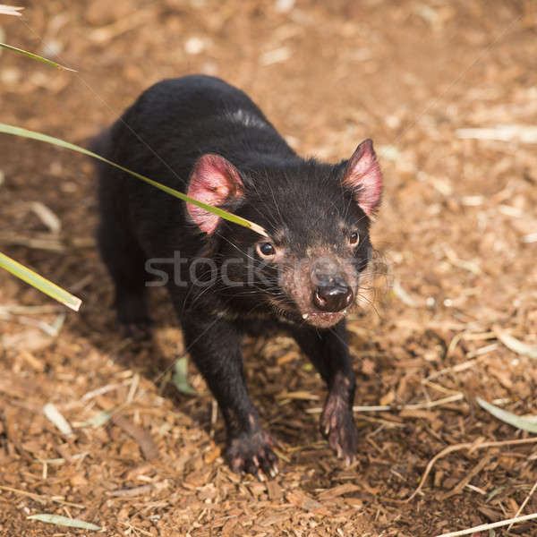 Diable tasmanie nez étroite Australie sauvage [[stock_photo]] © artistrobd