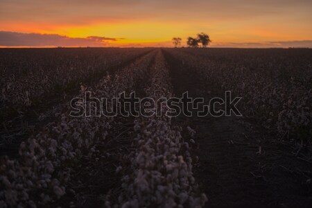 Algodón campo queensland campos listo cosecha Foto stock © artistrobd