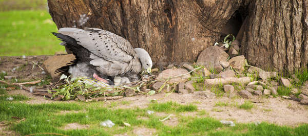 Cape Barren Goose with her nest Stock photo © artistrobd